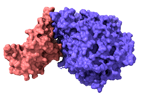 Proteomics Analysis of Succinylation